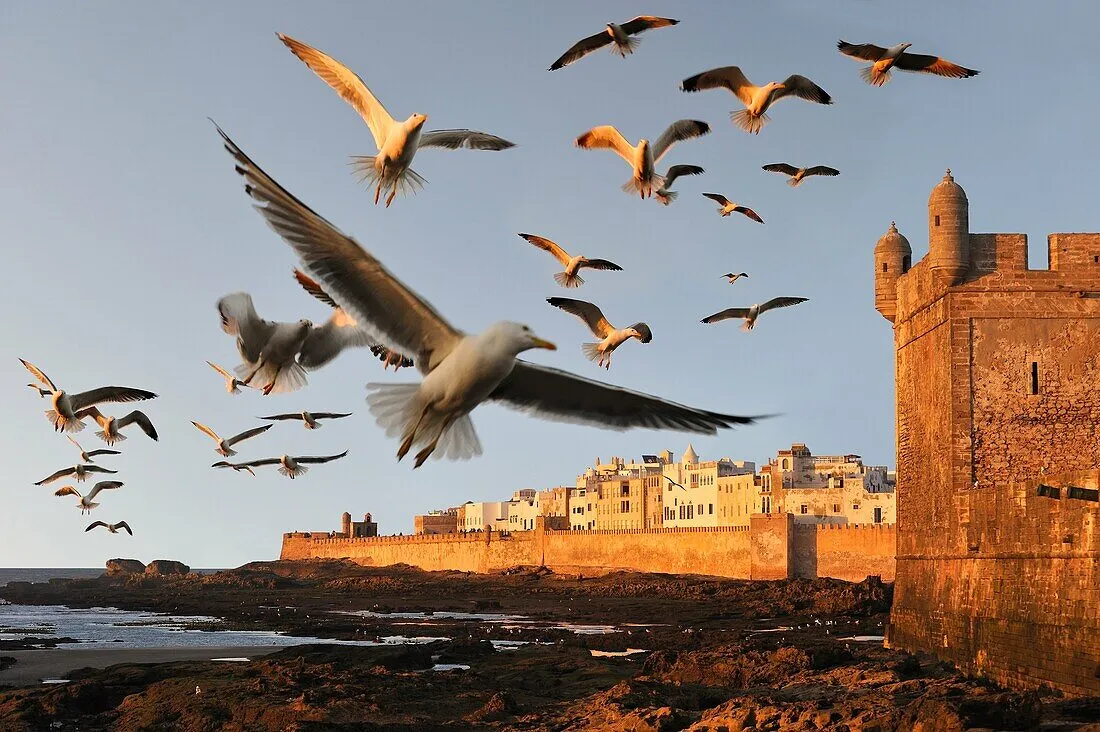 70336590-ramparts-and-Portuguese-citadel-with-the-medina-in-the-background-Essaouira-Morocco-North-Africa