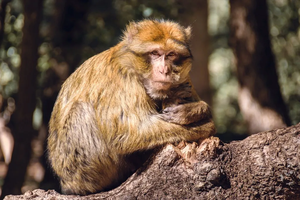 Barbary macaque monkey in Ifrane National Park